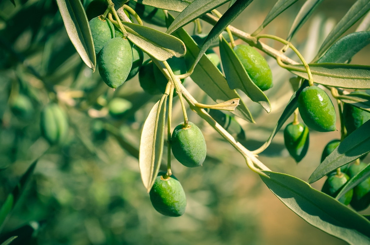 olive-tree