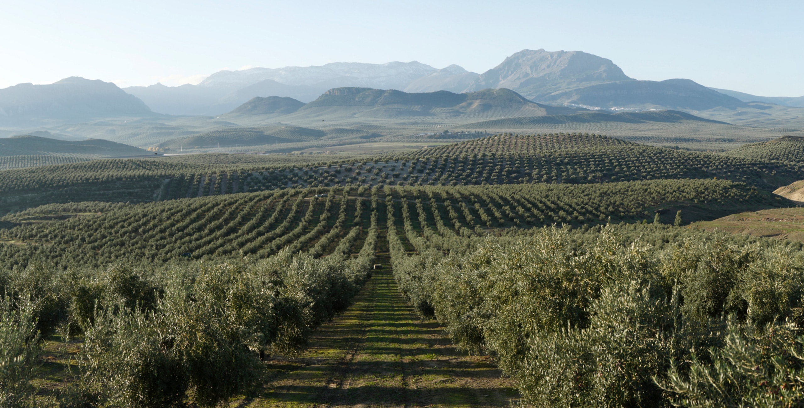 Cortijo La Monja AOVE